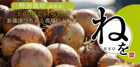 特別栽培(減農薬)新篠津つちから農場の玉ねぎ ねを(NEO)
